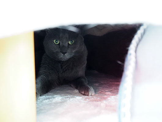 コタツの中の猫