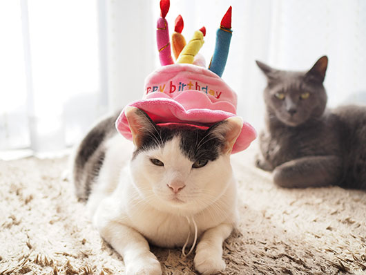 誕生日の猫