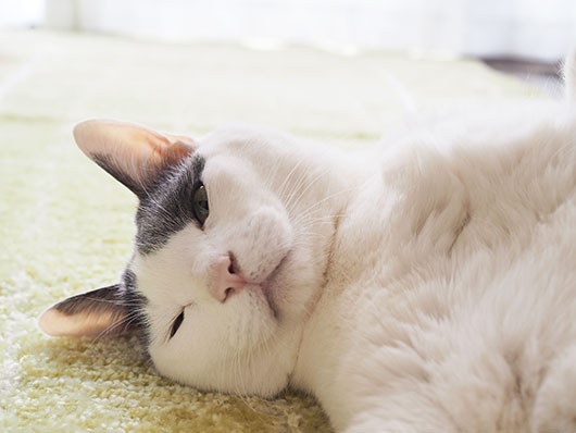 転がる猫