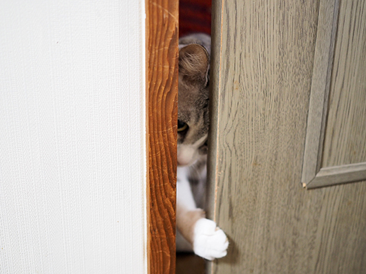 閉じ込められた猫