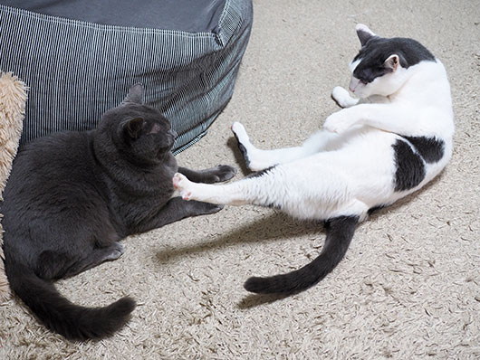 ケンカする猫