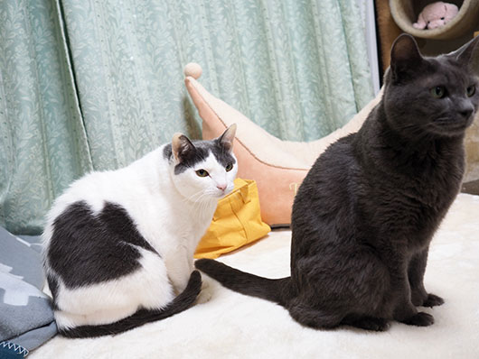 ビビる猫