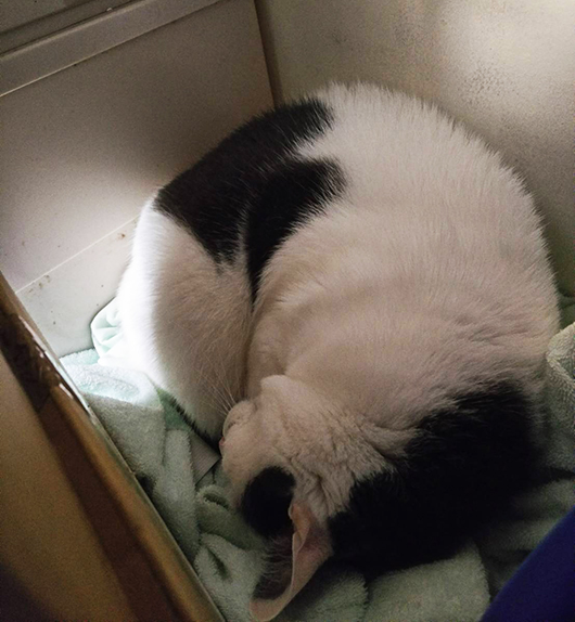 眠る猫