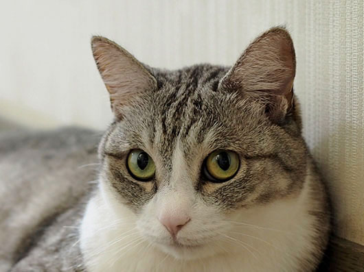 サバ白の猫