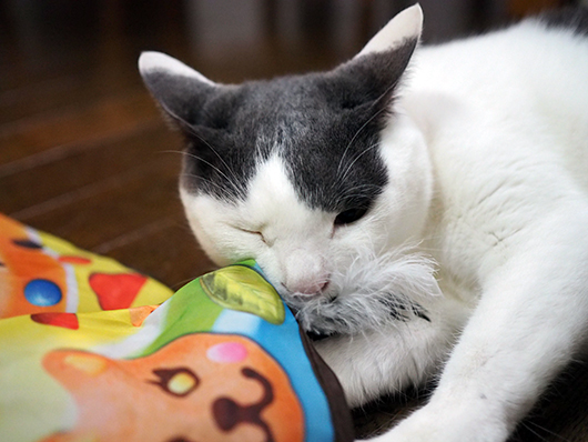 おもちゃで遊ぶ猫