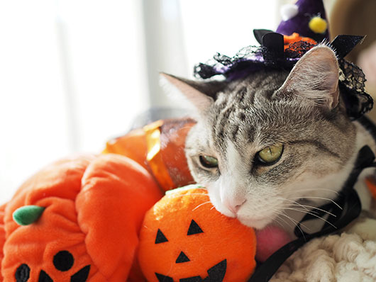 ハロウィンの猫