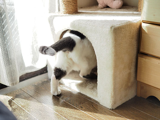 キャットハウスに入る猫