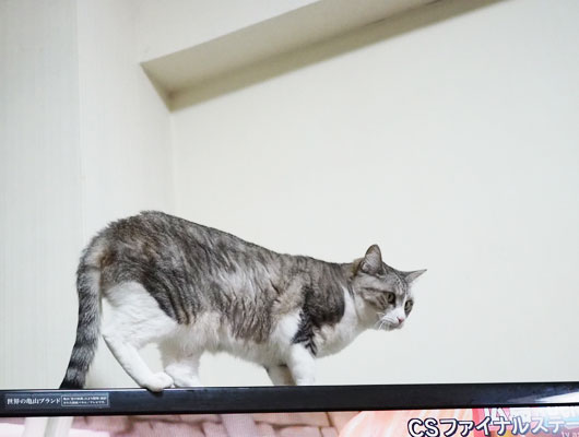 テレビの上の猫