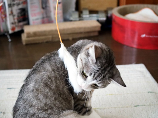 猫じゃらしとねこ