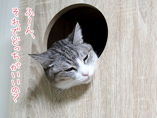 上から目線の猫