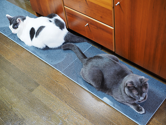 暑さ対策グッズを探し求めるジプシーギャンブラー ねこ3生活 Powered By ライブドアブログ 暑さ対策グッズを探し求めるジプシーギャンブラー ねこ3生活 Powered By ライブドアブログ