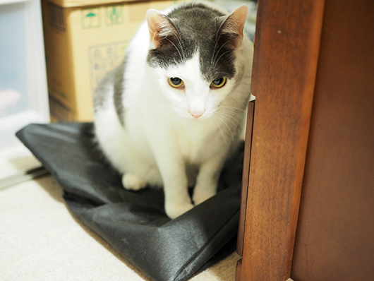 ビビリな猫