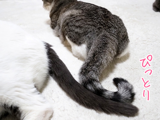 仲良しの猫