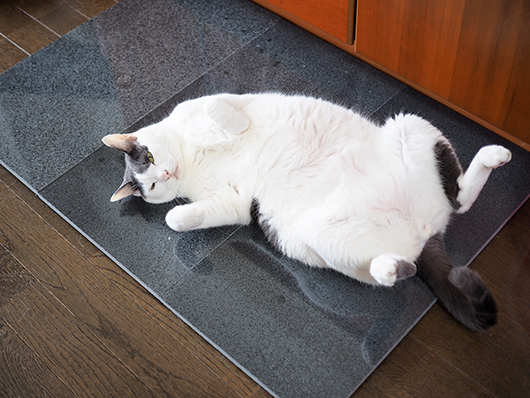 御影石と猫