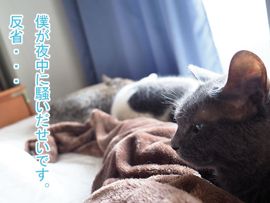 反省する猫