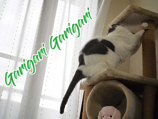 キャットタワーの猫