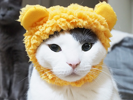 ねこくまちゃん。
