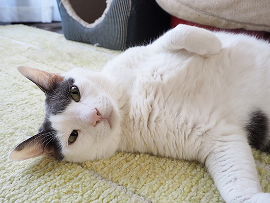 寝転がる猫