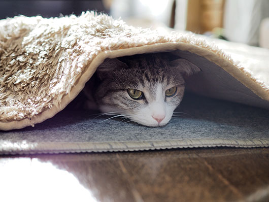 ホットカーペットの下の猫