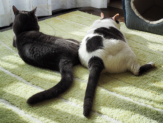 日向ぼっこする猫