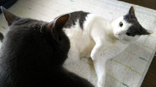 猫のケンカ