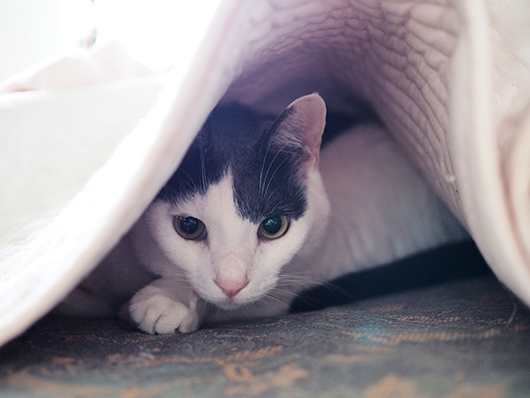 隠れる猫