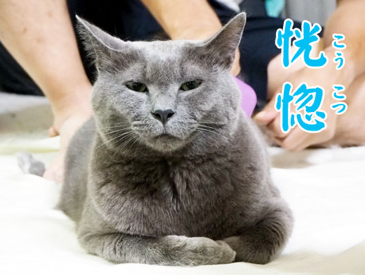 恍惚の猫