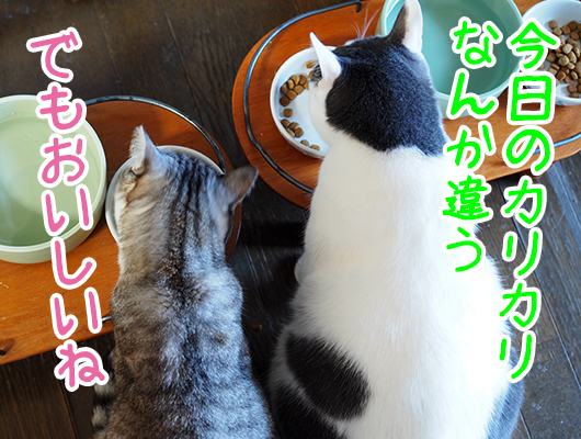 カリカリ食べる猫