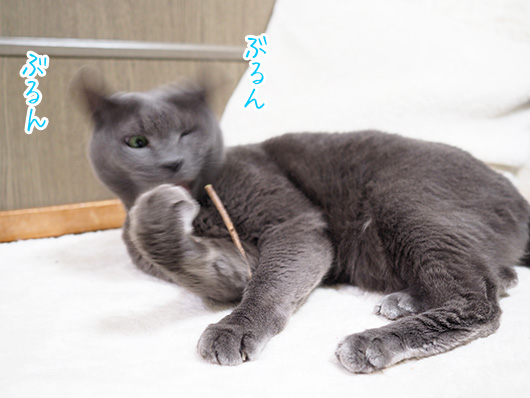 マタタビと猫