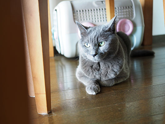 テーブルの下の猫