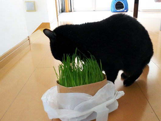 猫草を食べる猫