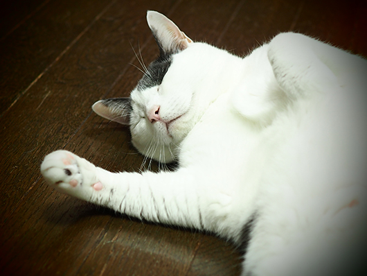 眠る猫