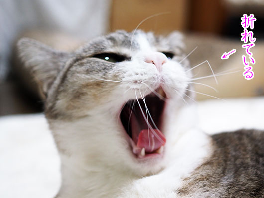 あくびする猫
