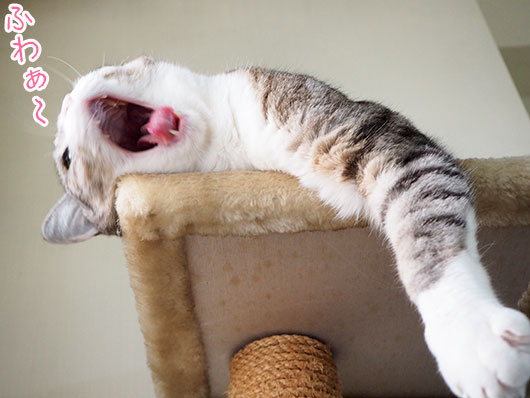あくびをする猫
