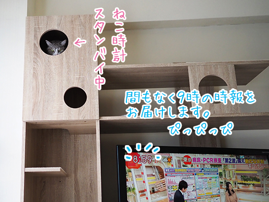ねこ3