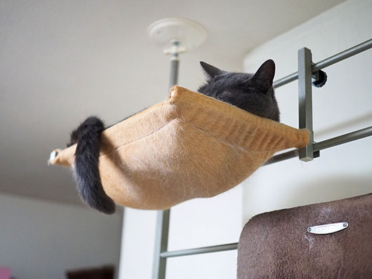 ハンモックの上の猫
