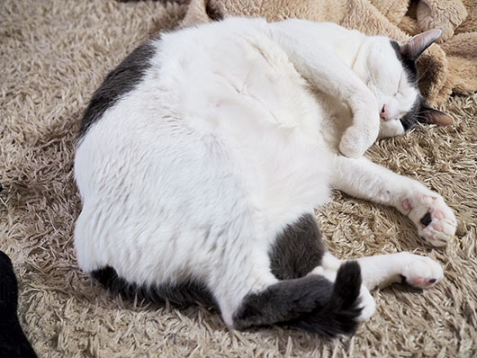 眠る猫