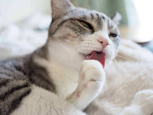 ペロペロする猫