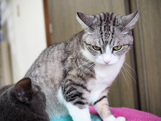 ケンカする猫