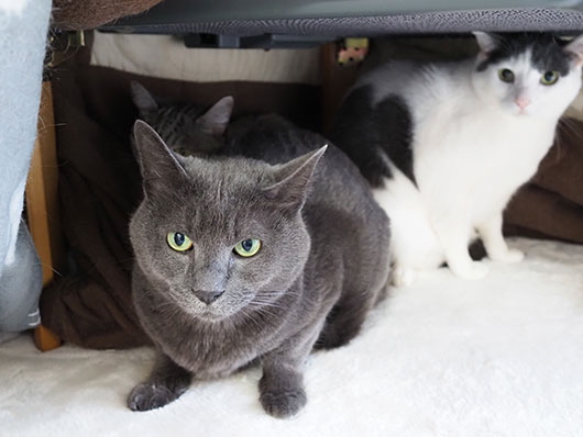 コタツの中の猫