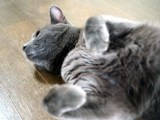 寝転がる猫