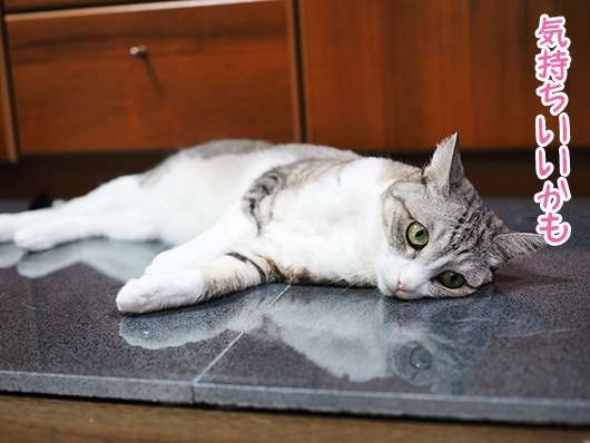 ひんやりする猫