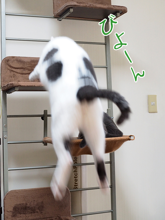 飛ぶ猫