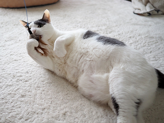 猫じゃらしで遊ぶ猫