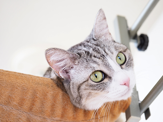 サバ白の猫