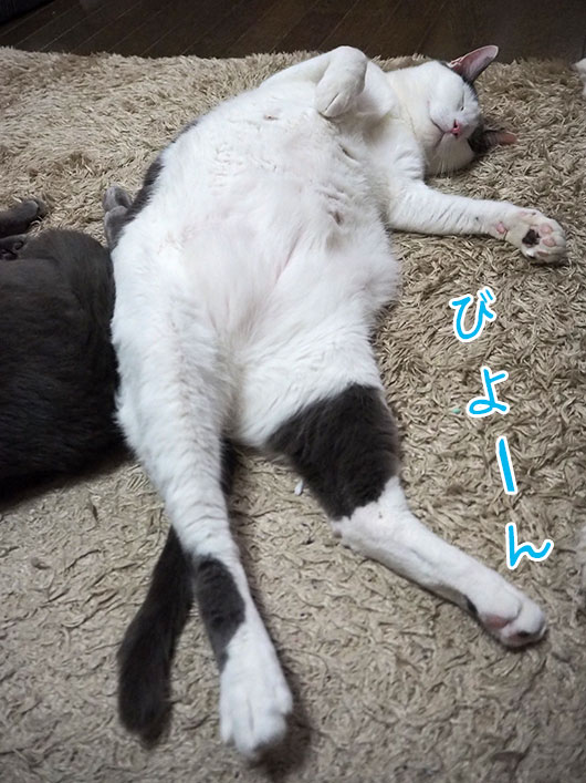 眠る猫