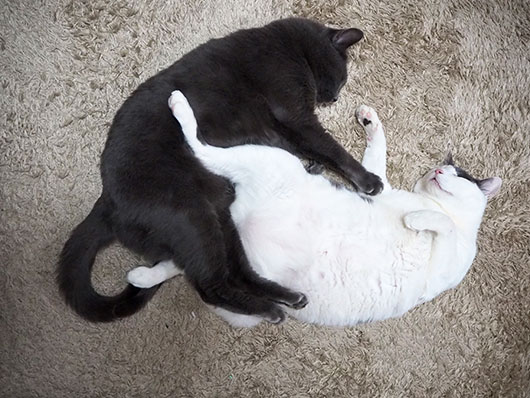 仲良く眠る猫