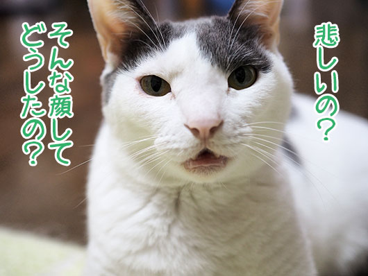 心配する猫