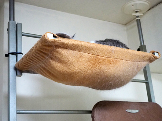 ハンモックの猫
