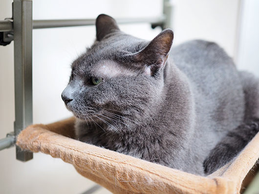 不満顔の猫
